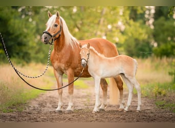 Haflinger, Merrie, 21 Jaar, 143 cm