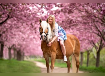 Haflinger, Merrie, 21 Jaar, 143 cm