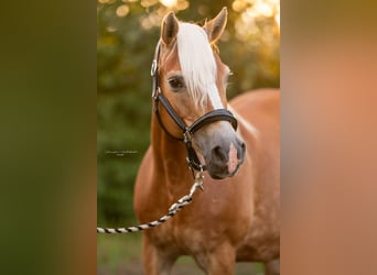 Haflinger, Merrie, 21 Jaar, 143 cm