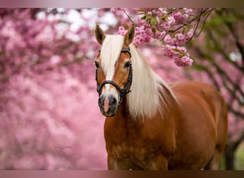 Haflinger, Merrie, 21 Jaar, 143 cm