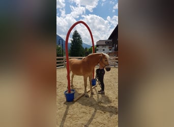 Haflinger, Merrie, 21 Jaar, 144 cm, Vos