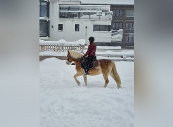 Haflinger, Merrie, 21 Jaar, 144 cm, Vos