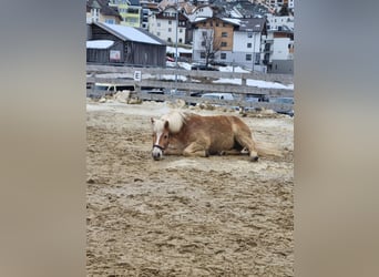 Haflinger, Merrie, 21 Jaar, 144 cm, Vos