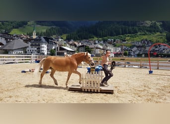 Haflinger, Merrie, 21 Jaar, 144 cm, Vos