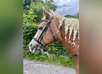Haflinger, Merrie, 22 Jaar, 152 cm, Vos