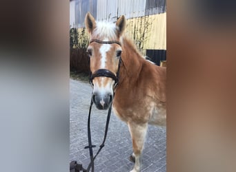 Haflinger, Merrie, 22 Jaar