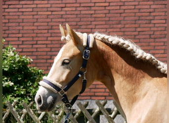 Haflinger, Merrie, 2 Jaar, 139 cm