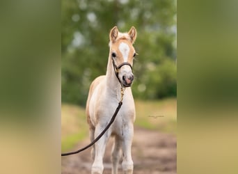 Haflinger, Merrie, 2 Jaar, 149 cm
