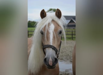 Haflinger, Merrie, 2 Jaar, 149 cm, Vos