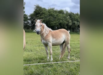 Haflinger, Merrie, 2 Jaar, 150 cm, Vos
