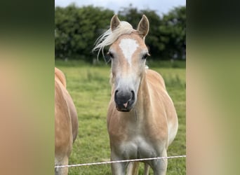 Haflinger, Merrie, 2 Jaar, 150 cm, Vos