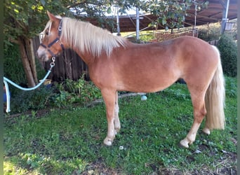 Haflinger, Merrie, 2 Jaar, 150 cm, Vos