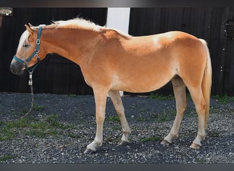 Haflinger, Merrie, 2 Jaar