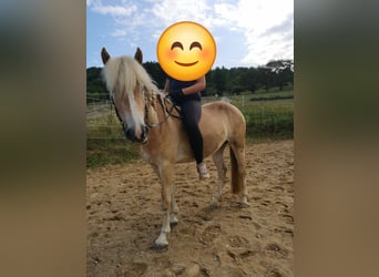 Haflinger, Merrie, 3 Jaar, 140 cm, Vos