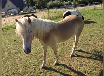 Haflinger, Merrie, 3 Jaar, 140 cm, Vos