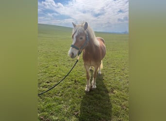 Haflinger, Merrie, 3 Jaar, 142 cm, Donkere-vos