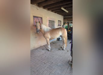 Haflinger, Merrie, 3 Jaar, 145 cm