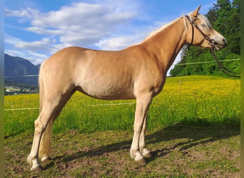 Haflinger, Merrie, 3 Jaar, 145 cm, Palomino