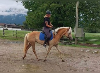 Haflinger, Merrie, 3 Jaar, 145 cm, Vos