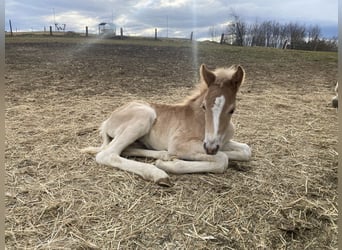 Haflinger, Merrie, 3 Jaar, 146 cm, Vos