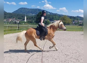 Haflinger, Merrie, 3 Jaar, 148 cm, Vos