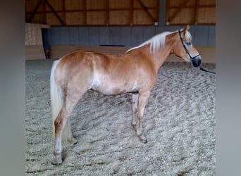 Haflinger, Merrie, 3 Jaar, 148 cm, Vos