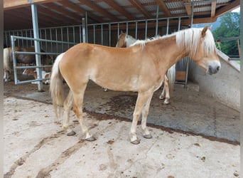 Haflinger, Merrie, 3 Jaar, 148 cm, Vos