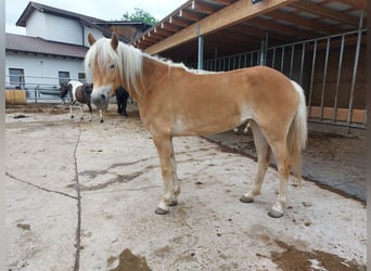 Haflinger, Merrie, 3 Jaar, 148 cm, Vos