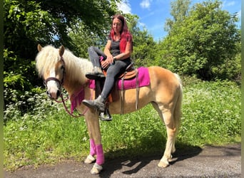 Haflinger, Merrie, 3 Jaar, 148 cm, Vos