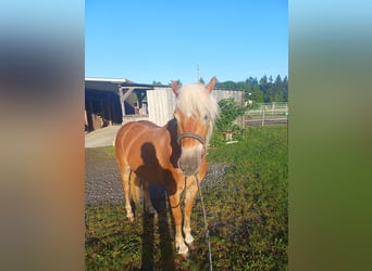 Haflinger, Merrie, 3 Jaar, 149 cm, Donkere-vos