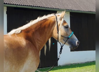 Haflinger, Merrie, 3 Jaar, 149 cm, Falbe