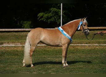Haflinger, Merrie, 3 Jaar, 149 cm, Vos