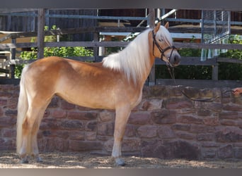 Haflinger, Merrie, 3 Jaar, 149 cm, Vos