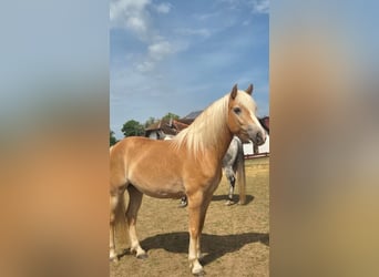 Haflinger, Merrie, 3 Jaar, 150 cm