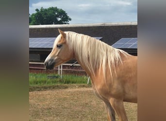 Haflinger, Merrie, 3 Jaar, 150 cm