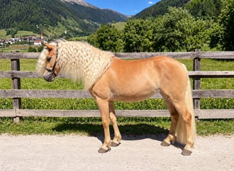 Haflinger, Merrie, 3 Jaar, 150 cm, Vos