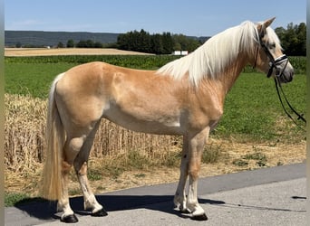 Haflinger, Merrie, 3 Jaar, 150 cm, Vos