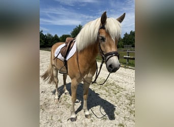 Haflinger, Merrie, 3 Jaar, 152 cm, Vos
