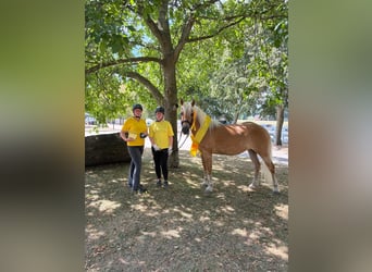 Haflinger, Merrie, 3 Jaar, 153 cm, Vos