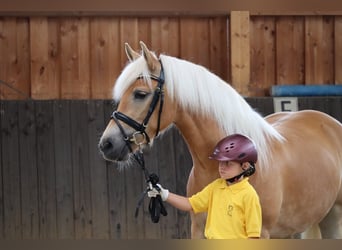 Haflinger, Merrie, 3 Jaar, 153 cm, Vos