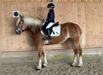 Haflinger, Merrie, 3 Jaar, 154 cm, Vos