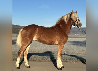 Haflinger, Merrie, 3 Jaar, 154 cm, Vos