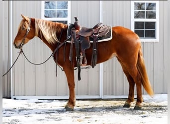 Haflinger Mix, Merrie, 3 Jaar, 155 cm, Roodvos