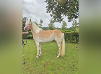 Haflinger, Merrie, 3 Jaar