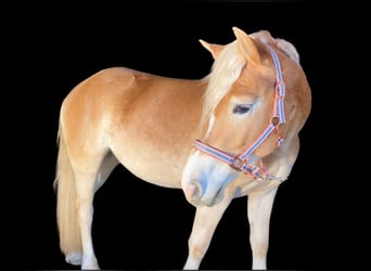 Haflinger, Merrie, 3 Jaar, Donkere-vos