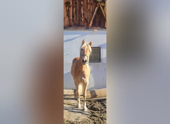 Haflinger, Merrie, 3 Jaar