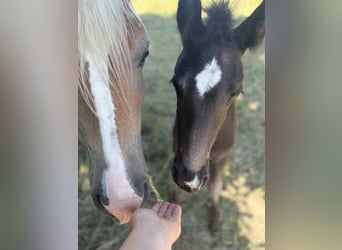 Haflinger, Merrie, 4 Jaar, 140 cm