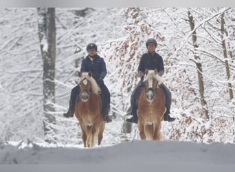 Haflinger, Merrie, 4 Jaar, 143 cm, Vos