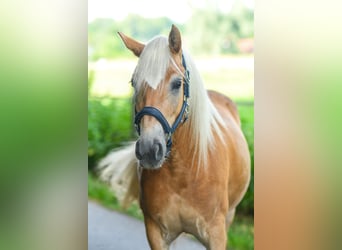 Haflinger, Merrie, 4 Jaar, 143 cm, Vos