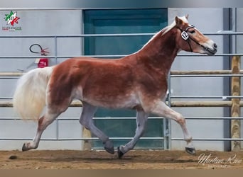 Haflinger, Merrie, 4 Jaar, 145 cm, Donkere-vos